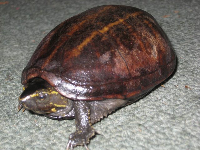 Striped Mud Turtle