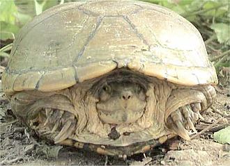 Yellow Mud Turtle