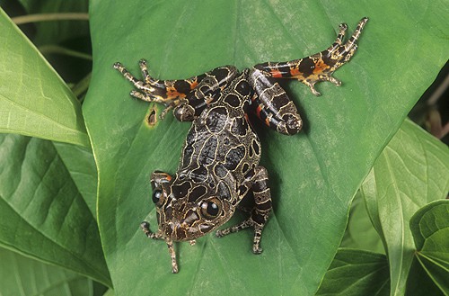 African Green Running Frog