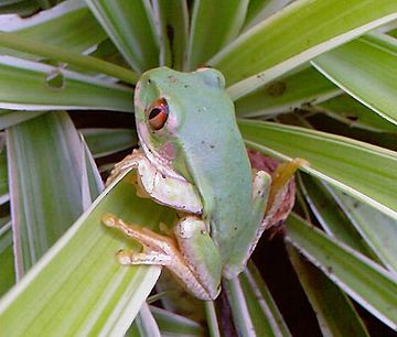 African Green Tree Frog