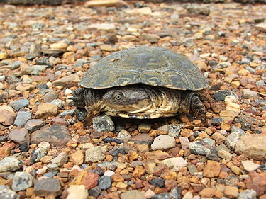 African Helmeted Turtle