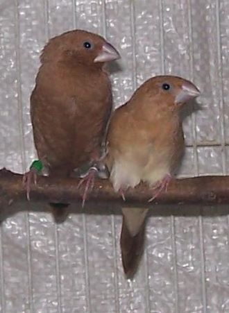 African Silverbill