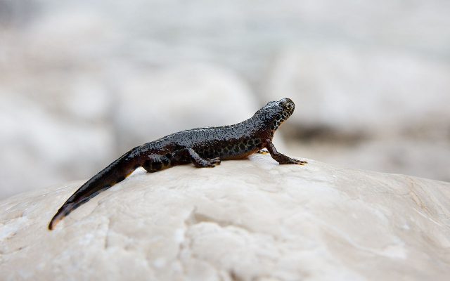 Alpine Newt