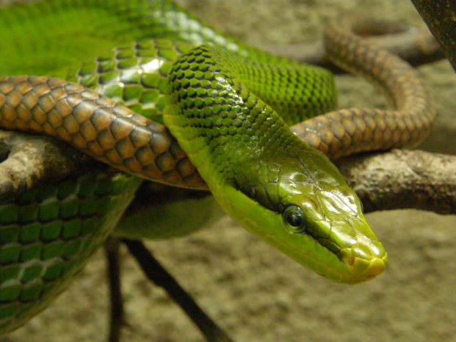 American Rat Snake