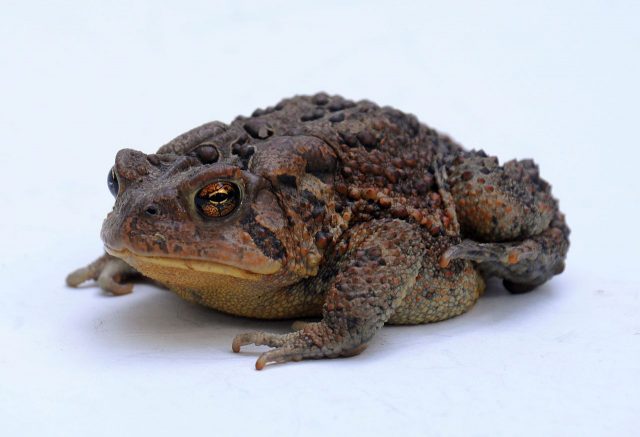 American Toad