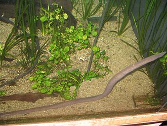 Aquatic Caecilian