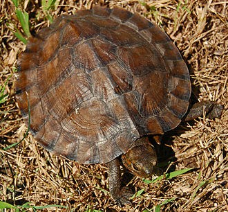 Asian Leaf Turtle