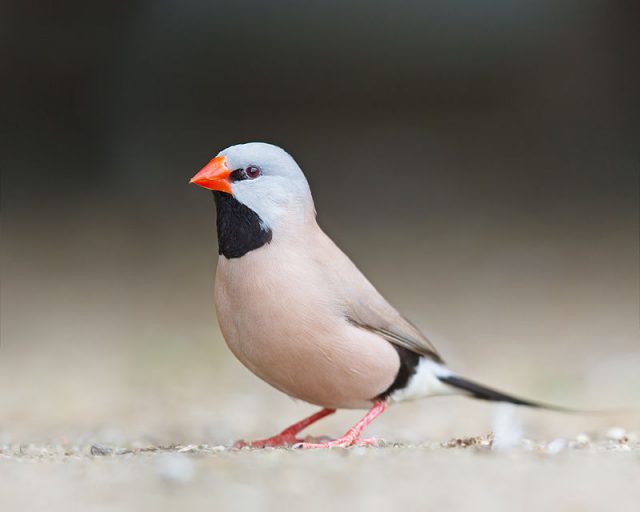 Australian Grass Finch