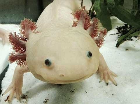 Axolotl