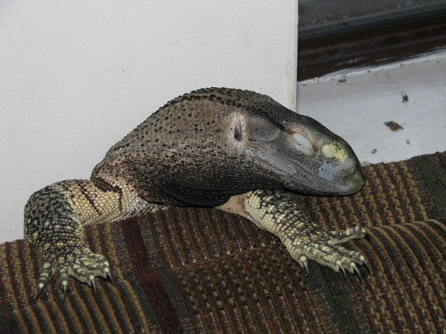 Black-Throated/White-Throated Monitor