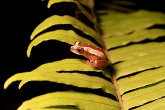 Banana Brown Frog