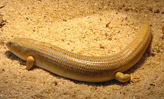 Berber Skink