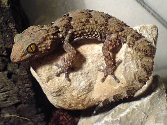 Bibron’s Gecko