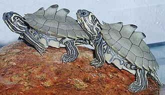 Black-Knobbed Map Turtle