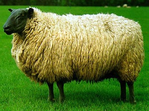 Bleu du Maine sheep