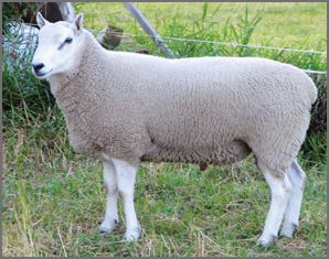 Border Cheviot sheep