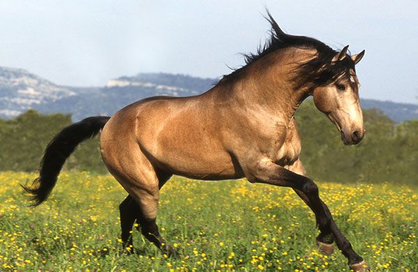 buckskin dun horse