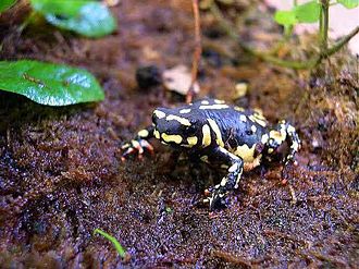 Bumblebee Walking Toad