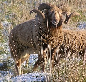 Castlemilk Moorit sheep