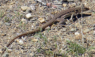 Chilean Dwarf Tegu