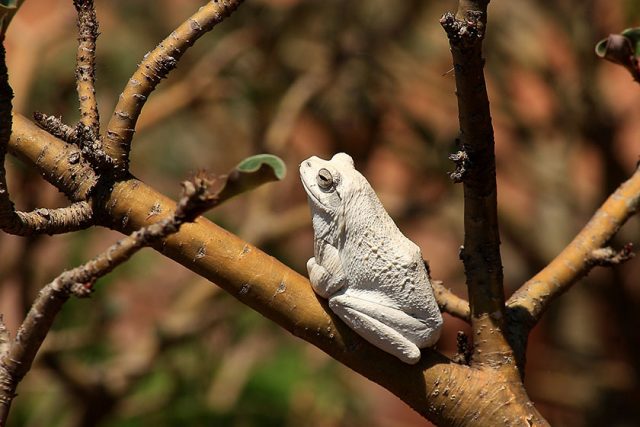 Chinese Foam-Nest Tree Frog