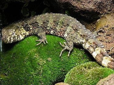 Chinese Crocodile Lizard