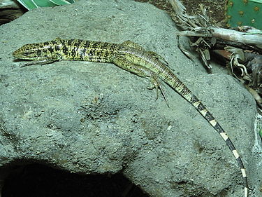 Common Tegu