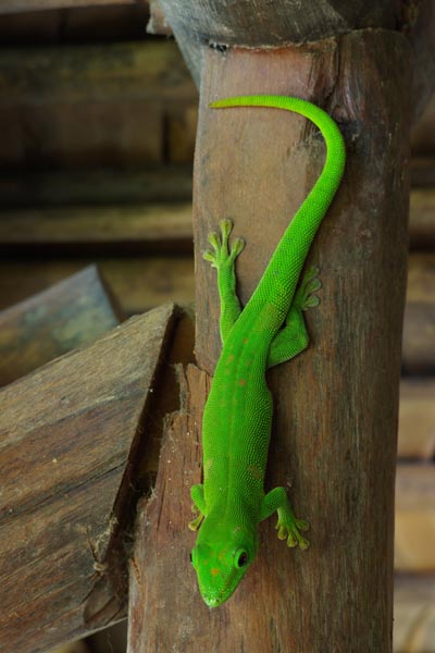 Comoro Island Day Gecko