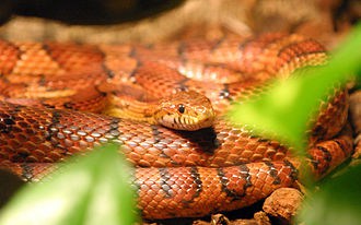 Cornsnake