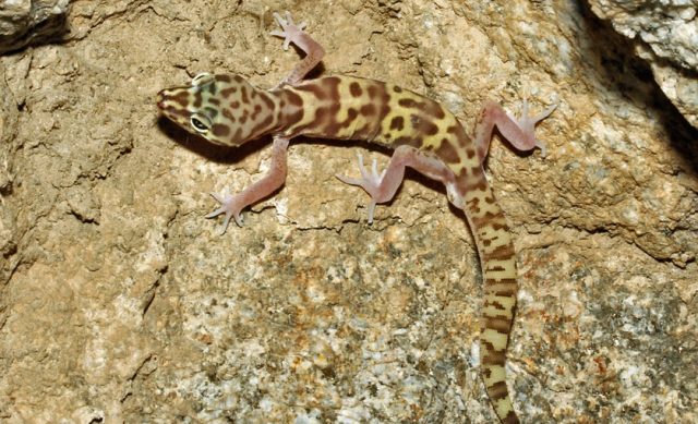 Desert Gecko