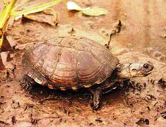 East African Mud Turtle