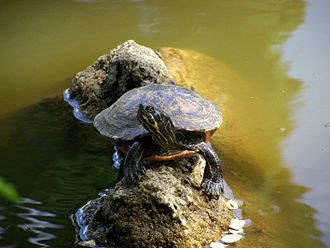 Eastern River Cooter