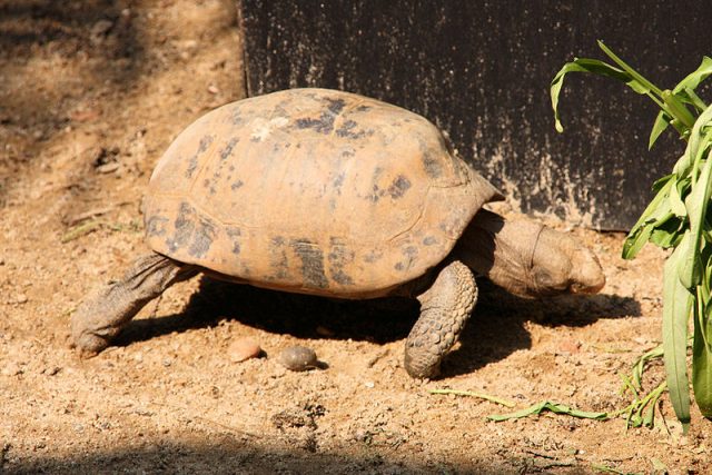 Elongated Tortoise