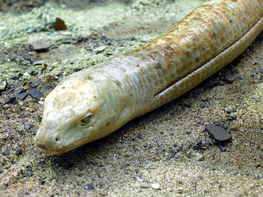 European Legless Lizard