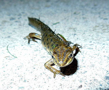 European Smooth Newt