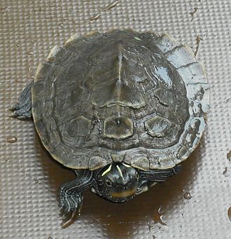 False Map Turtle