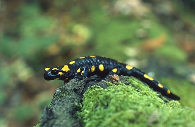 Fire Salamander