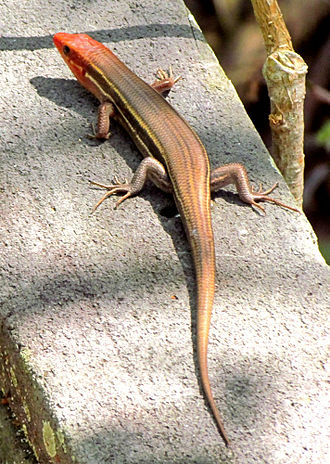 Five-Lined Skink