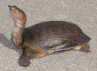 Florida Soft Shell Turtle