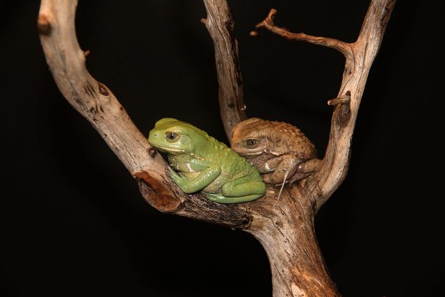 Giant Monkey Frog