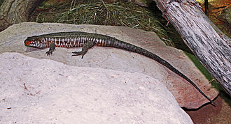 Giant Plated Lizard