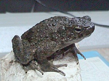 Giant River Toad