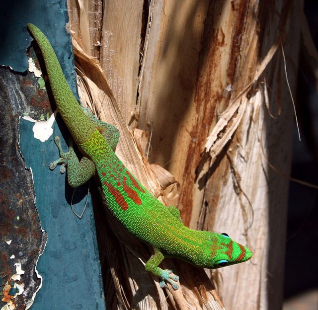 Gold Dust Day Gecko