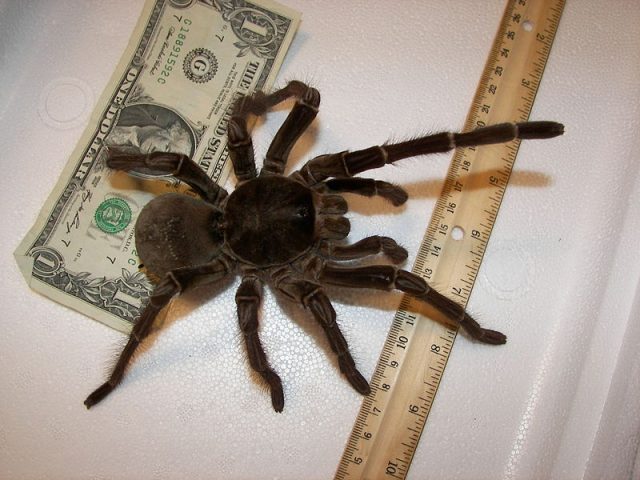 Goliath Bird-eating Tarantula