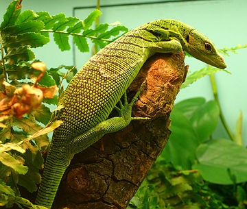 Green Tree Monitor