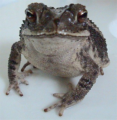 Gulf Coast Toad