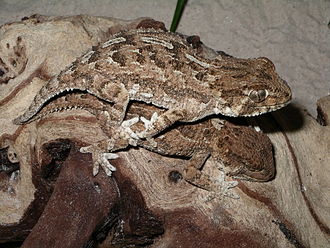 Helmeted Gecko