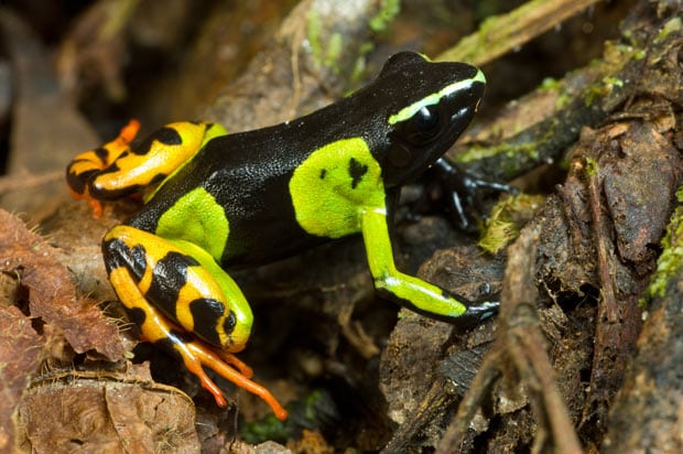 Herald Meieri’s Mantella