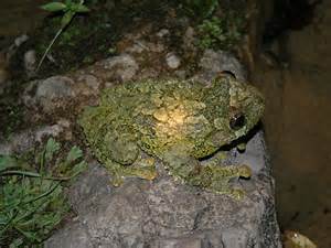 Hispaniolan Giant Tree Frog