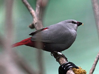 Lavender Finch